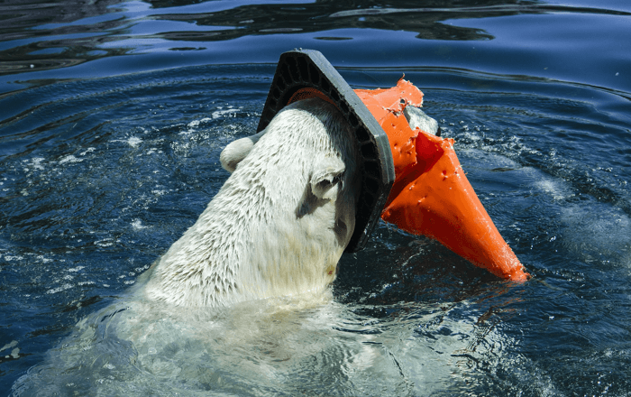 Success story: how we saved the sea bears